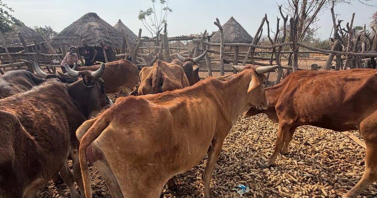 My father's herd in the kraal, September 2026. Photograph by Christopher Nyamandi